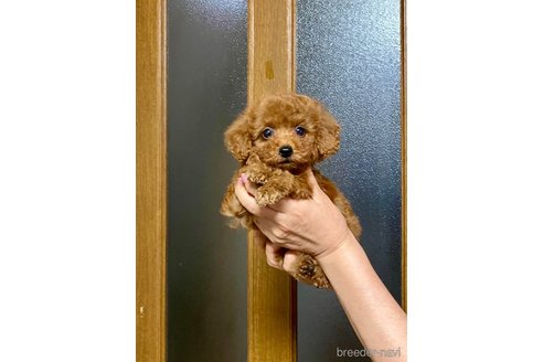 成約済の兵庫県のティーカッププードル-347540の2枚目